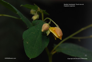 Impatiens capensis