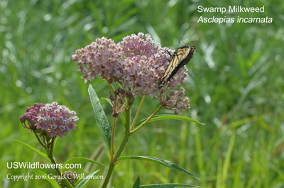 Asclepias incarnata