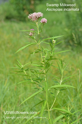 Asclepias incarnata