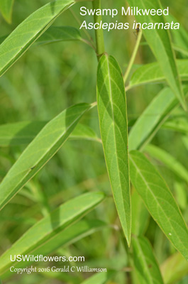 Asclepias incarnata