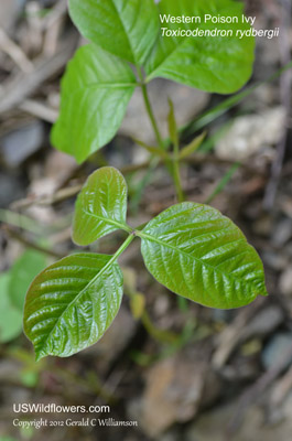 Toxicodendron rydbergii