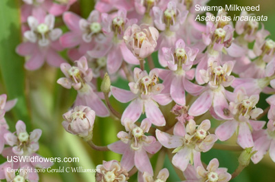 Asclepias incarnata