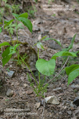 Toxicodendron rydbergii