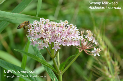 Asclepias incarnata