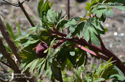 Paeonia brownii