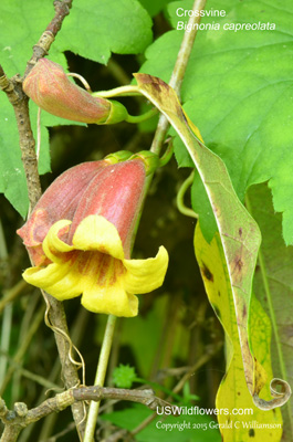 Bignonia capreolata