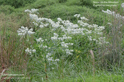 Euphorbia marginata