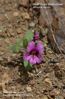 Mimulus nanus