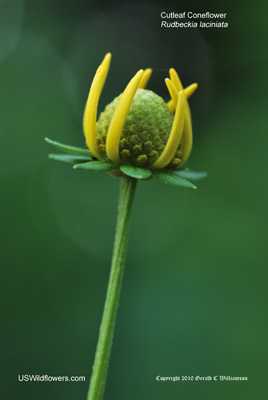 Rudbeckia laciniata