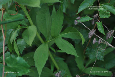 Rudbeckia laciniata