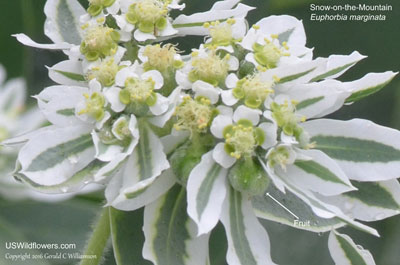 Euphorbia marginata