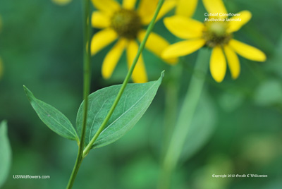 Rudbeckia laciniata