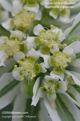 Euphorbia marginata