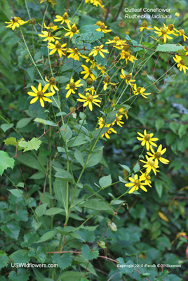 Rudbeckia laciniata