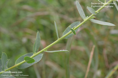 Euphorbia marginata