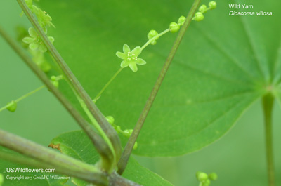 Dioscorea villosa