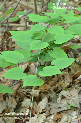 Dioscorea villosa