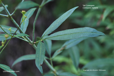 Coreopsis tripteris