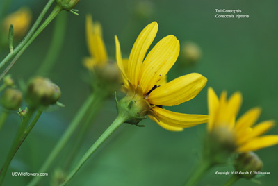 Coreopsis tripteris