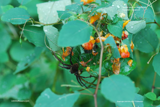 Impatiens capensis