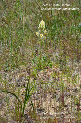 Toxicoscordion paniculatum