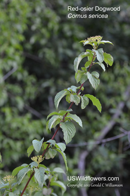 Cornus sericea