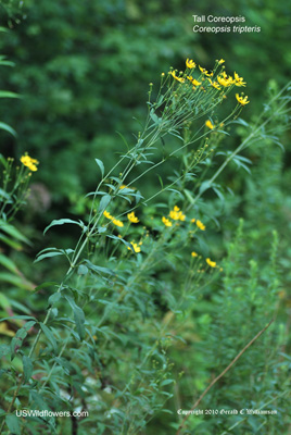 Coreopsis tripteris