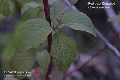 Cornus sericea