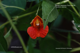 Impatiens capensis