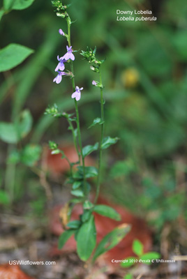 Lobelia puberula