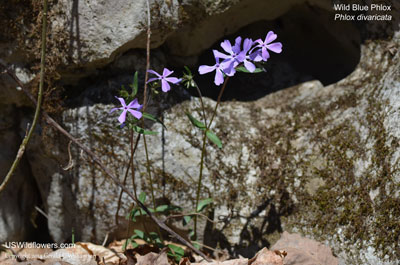 Phlox divaricata