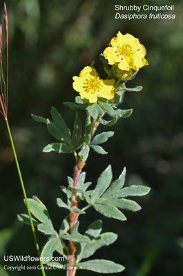 Dasiphora fruticosa