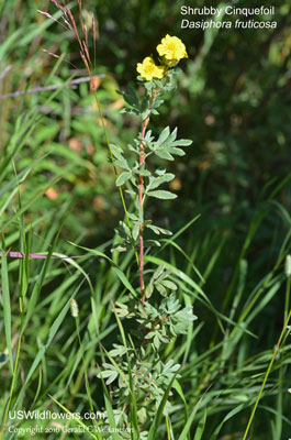 Dasiphora fruticosa