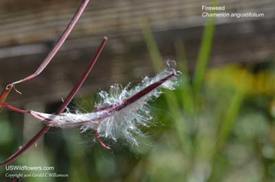 Chamerion angustifolium