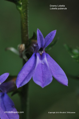 Lobelia puberula