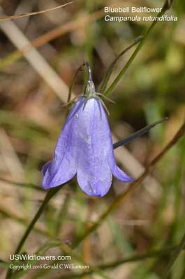 Campanula rotundifolia