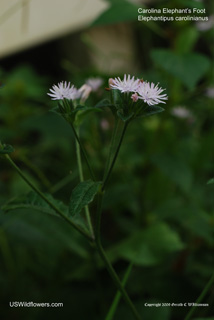 Elephantopus carolinianus