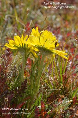 Hymenoxys grandiflora