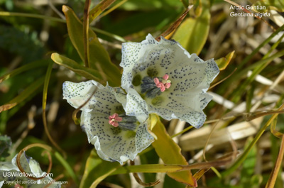 Gentiana algida