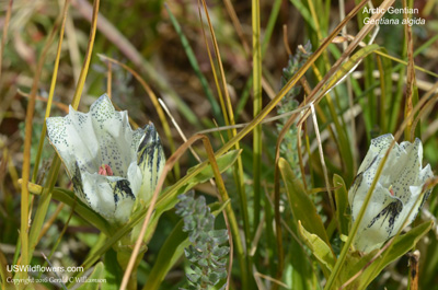 Gentiana algida