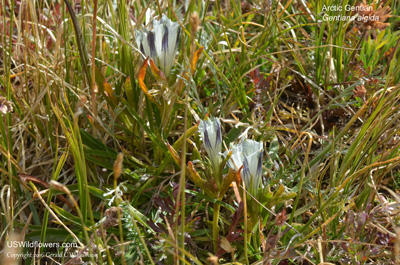 Gentiana algida