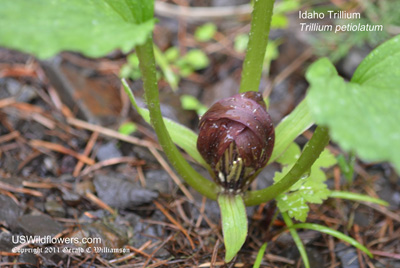 Trillium petiolatum