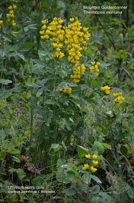 Thermopsis montana