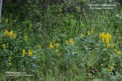 Thermopsis montana