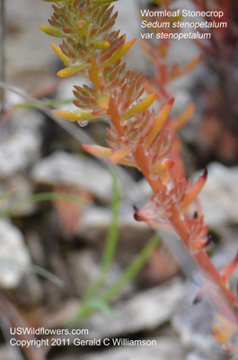 Sedum stenopetalum