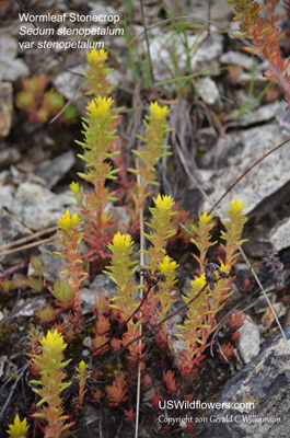 Sedum stenopetalum