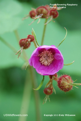 Rubus odoratus