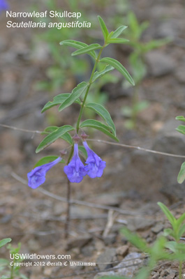 Scutellaria angustifolia