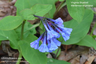 Mertensia virginica