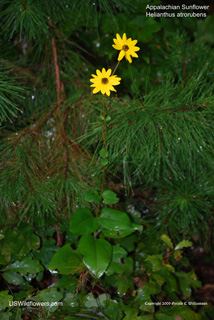 Helianthus atrorubens